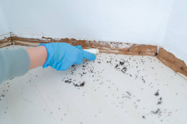 Best Emergency Pest Control  in Shelburne Falls, MA
